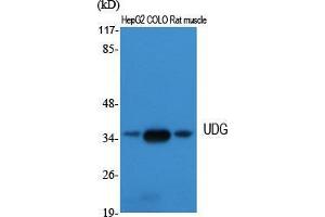 Western Blot (WB) analysis of specific cells using UDG Polyclonal Antibody. (UDG (Internal Region) antibody)