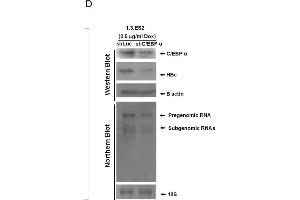 The elevation of C/EBPα by doxorubicin and its impact on activation of HBV replication. (CEBPA antibody  (N-Term))