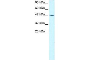 WB Suggested Anti-TFAP4 Antibody Titration:  1. (TFAP4 antibody  (C-Term))