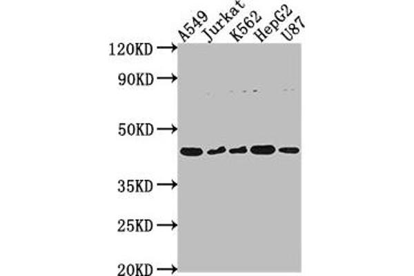 DNASE2B antibody  (AA 68-281)