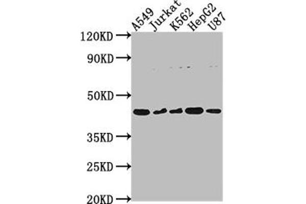 DNASE2B anticorps  (AA 68-281)