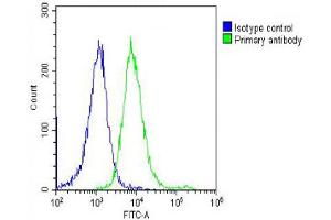 Overlay histogram showing Hela cells stained with (ABIN390677 and ABIN2840972) (green line). (PRAME antibody  (C-Term))