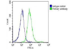 Overlay histogram showing Hela cells stained with (ABIN390677 and ABIN2840972) (green line).