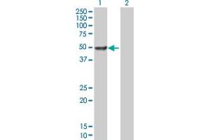 Western Blot analysis of DCTN2 expression in transfected 293T cell line by DCTN2 MaxPab polyclonal antibody. (Dynamitin antibody  (AA 1-401))