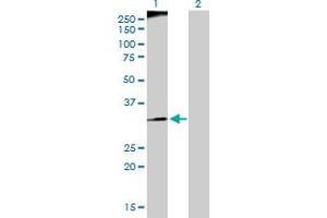 Western Blotting (WB) image for anti-Replication Factor C (Activator 1) 3, 38kDa (RFC3) (AA 1-356) antibody (ABIN519744)