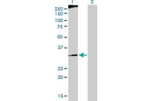 Western Blot analysis of RFC3 expression in transfected 293T cell line by RFC3 MaxPab polyclonal antibody. (RFC3 antibody  (AA 1-356))
