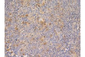 ABIN6261451 and ABIN6266860 at 1/100 staining human normal tonsil tissue by IHC-P. (Ephrin A5 antibody  (Internal Region))