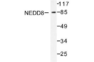 Image no. 1 for anti-Neural Precursor Cell Expressed, Developmentally Down-Regulated 8 (NEDD8) antibody (ABIN271949) (NEDD8 antibody)