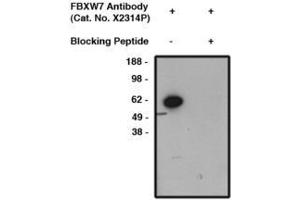 Image no. 1 for anti-F-Box and WD Repeat Domain Containing 7 (FBXW7) antibody (ABIN793694) (FBXW7 antibody)