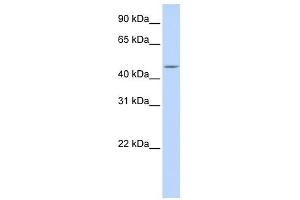 Carboxypeptidase E antibody used at 1 ug/ml to detect target protein. (CPE antibody  (N-Term))