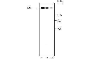 Western Blotting (WB) image for anti-C-Abl Oncogene 1, Non-Receptor tyrosine Kinase (ABL1) antibody (ABIN967410) (ABL1 antibody)