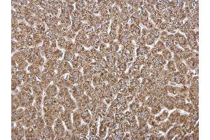 IHC-P Image HADH antibody detects HADH protein at mitochondria on mouse pancreas by immunohistochemical analysis. (HADH antibody)