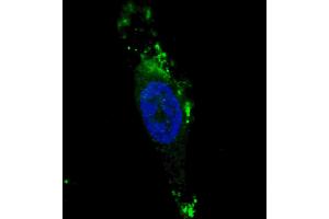 Fluorescent image of  cells stained with ATG12 (N-term) antibody. (ATG12 antibody  (N-Term))