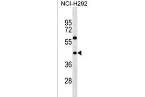 TAS2R3 Antibody (C-term) (ABIN1537060 and ABIN2838128) western blot analysis in NCI- cell line lysates (35 μg/lane). (TAS2R3 antibody  (C-Term))