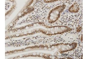 Immunoperoxidase of monoclonal antibody to FOSL2 on formalin-fixed paraffin-embedded human small Intestine. (FOSL2 antibody  (AA 207-296))