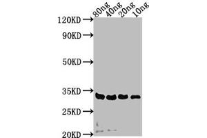 Western Blot Positive WB detected in Recombinant protein All lanes: sdeA antibody at 1:2000 Secondary Goat polyclonal to rabbit IgG at 1/50000 dilution Predicted band size: 32 kDa Observed band size: 32 kDa (SdeA (AA 19-268) antibody)