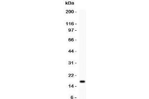 IL16 antibody  (AA 1212-1332)