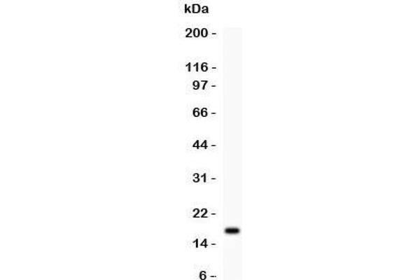 IL16 antibody  (AA 1212-1332)