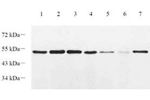 EIF2S2 antibody