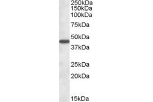Western Blotting (WB) image for anti-Aminoadipate Aminotransferase (AADAT) (AA 183-196) antibody (ABIN490346)