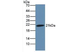 Western Blot; Sample: Rat Heart Tissue. (HFE2 antibody  (AA 29-401))