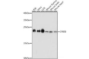 Western blot analysis of extracts of various cell lines using CYB5B Polyclonal Antibody at dilution of 1:1000. (CYB5B antibody)