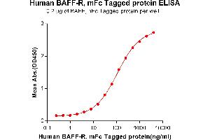 ELISA plate pre-coated by 2 μg/mL (100 μL/well) Human BAFF, hFc tagged protein (ABIN6961113) can bind Human BAFF-R, mFc tagged protein (ABIN6961114) in a linear range of 0. (TNFRSF13C Protein (mFc Tag))