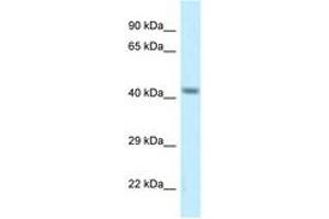Image no. 1 for anti-Calcium Channel, Voltage-Dependent, gamma Subunit 8 (CACNG8) (AA 180-229) antibody (ABIN6747562)