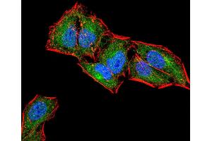 Immunofluorescence analysis of Hela cells using CD6 mouse mAb (green). (CD6 antibody  (AA 18-199))