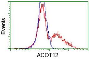 HEK293T cells transfected with either RC210445 overexpress plasmid (Red) or empty vector control plasmid (Blue) were immunostained by anti-ACOT12 antibody (ABIN2454223), and then analyzed by flow cytometry. (ACOT12 antibody)