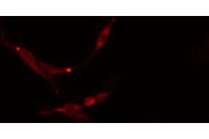 ABIN6273768 staining NIH-3T3 cells by IF/ICC.