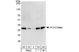 Western Blotting (WB) image for anti-14-3-3 theta (YWHAQ) (AA 195-245) antibody (ABIN7453416)