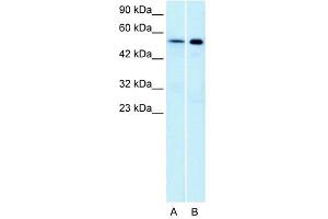 Western Blot showing HTR1A antibody used at a concentration of 1-2 ug/ml to detect its target protein.