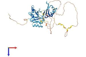 HNRNPK Protein (AA 1-463) (His tag)