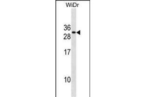 FADD Antibody (Center) (ABIN1881331 and ABIN2838669) western blot analysis in WiDr cell line lysates (35 μg/lane). (FADD antibody  (AA 106-135))
