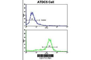Flow cytometric analysis of ATDC5 cells using MSRB2 Antibody (bottom histogram) compared to a negative control cell (top histogram).