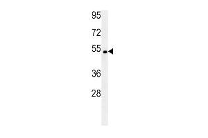 SOX10 Antibody (Center) (ABIN652035 and ABIN2840509) western blot analysis in mouse heart tissue lysates (15 μg/lane). (SOX10 antibody  (AA 231-259))