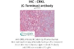 Image no. 1 for anti-V-Crk Sarcoma Virus CT10 Oncogene Homolog (Avian)-Like (CRKL) (C-Term) antibody (ABIN1733317) (CrkL antibody  (C-Term))