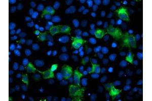 Image no. 3 for anti-Anaphase Promoting Complex Subunit 2 (ANAPC2) antibody (ABIN1496636) (ANAPC2 antibody)