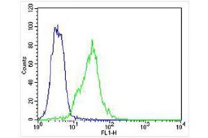 Overlay histogram showing K562 cells stained with  (green line). (Hemoglobin Subunit beta antibody  (C-Term))