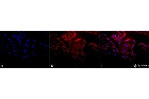 Immunocytochemistry/Immunofluorescence analysis using Rabbit Anti-Hsp60 Polyclonal Antibody (ABIN863185 and ABIN863186). (HSPD1 antibody)
