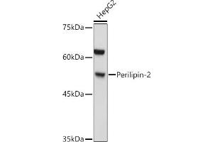 Western blot analysis of extracts of HepG2 cells, using Perilipin-2 antibody (ABIN6127414, ABIN6145773, ABIN6145774 and ABIN6221871) at 1:1000 dilution. (ADRP antibody  (AA 168-437))