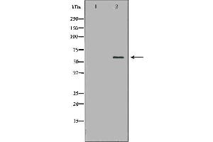 Western blot analysis of extracts of HeLa , using HSF2antibody.