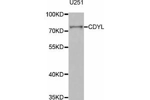 Western blot analysis of extracts of U-251MG cells, using CDYL antibody (ABIN5973689) at 1/1000 dilution.