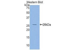 Western Blotting (WB) image for anti-Folate Receptor 1 (Adult) (FOLR1) (AA 26-229) antibody (ABIN1858909) (FOLR1 antibody  (AA 26-229))