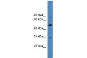 Image no. 1 for anti-Zinc Finger Protein 577 (ZNF577) (AA 411-460) antibody (ABIN6745347) (ZNF577 antibody  (AA 411-460))