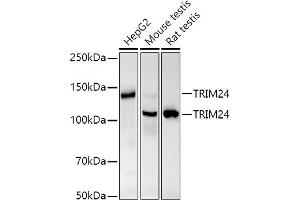 Western blot analysis of extracts of various cell lines, using TRIM24 antibody (ABIN7270982) at 1:1000 dilution. (TRIM24 antibody)