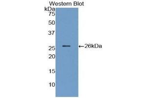 Western Blotting (WB) image for anti-Angiopoietin 1 (ANGPT1) (AA 21-228) antibody (ABIN1857991) (Angiopoietin 1 antibody  (AA 21-228))