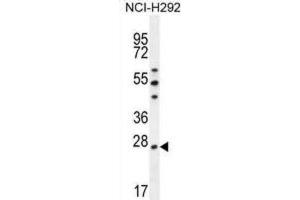 Western Blotting (WB) image for anti-Peroxiredoxin 4 (PRDX4) antibody (ABIN2996535) (Peroxiredoxin 4 antibody)