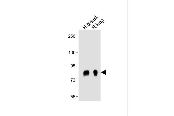 Periostin antibody  (C-Term)